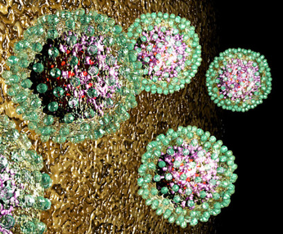 hepatitis B, HBV