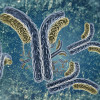 Antibodies illustration