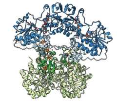 gut microbiome that affects chemotherapy