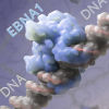 Illustration shows in the foreground EBNA1 protein (blue) bound to a preferred stretch of DNA. In the background, larger amounts of the protein accumulate, breaking strands of DNA, and increasing a cell’s susceptibility to cancer.