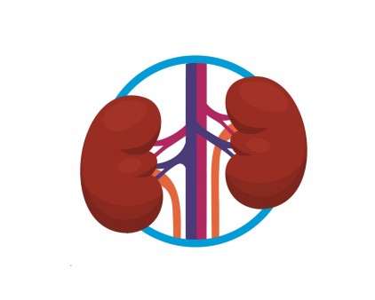 Kidney-Heart Connection - POZ