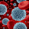Red and white blood cells